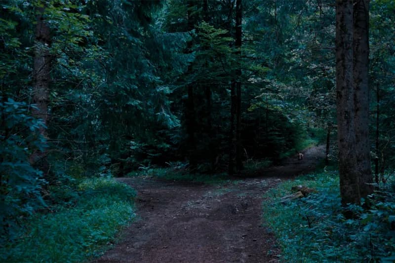 fork in the path in a dark forest